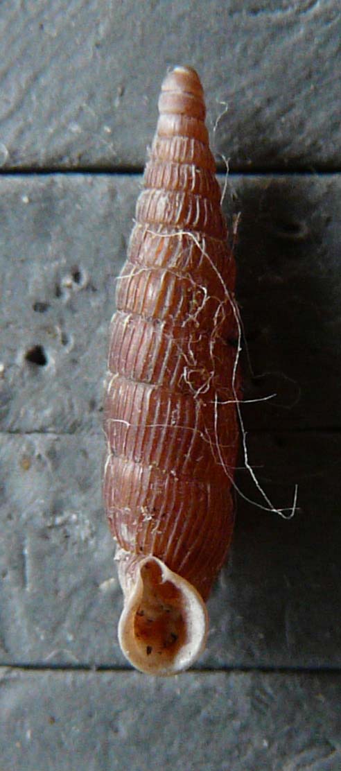 Neostyriaca corynodes (Held, 1836)